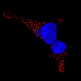 LAMP2/CD107b was detected in immersion fixed HEK293 human embryonic kidney cell line using Mouse Anti-Human LAMP2/CD107b Monoclonal Antibody (Catalog # MAB6228) at 25 µg/mL for 3 hours at room temperature. Cells were stained using the NorthernLights™ 557-conjugated Anti-Mouse IgG Secondary Antibody (red; Catalog # NL007) and counterstained with DAPI (blue). Specific staining was localized to lysosomes. View our protocol for Fluorescent ICC Staining of Cells on Coverslips.