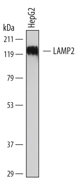 Western blot shows lysates of HepG2 human hepatocellular carcinoma cell line. PVDF membrane was probed with 2 µg/mL of Mouse Anti-Human LAMP2/CD107b Monoclonal Antibody (Catalog # MAB6228) followed by HRP-conjugated Anti-Mouse IgG Secondary Antibody (Catalog # HAF007). A specific band was detected for LAMP2/CD107b at approximately 120 kDa (as indicated). This experiment was conducted under reducing conditions and using Immunoblot Buffer Group 1.