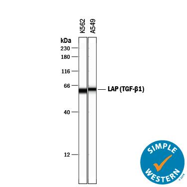 Simple Western lane view shows lysates of K562 human chronic myelogenous leukemia cell line and A549 human lung carcinoma cell line, loaded at 0.2 mg/mL. A specific band was detected for LAP (TGF-beta 1) at approximately 61 kDa (as indicated) using 20 µg/mL of Goat Anti-Human LAP (TGF-beta 1) Antigen Affinity-purified Polyclonal Antibody (Catalog # AF-246-NA) followed by 1:50 dilution of HRP-conjugated Anti-Goat IgG Secondary Antibody (Catalog # HAF109). This experiment was conducted under reducing conditions and using the 12-230 kDa separation system.