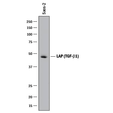 Western blot shows lysates of Saos-2 human osteosarcoma cell line. PVDF membrane was probed with 2 µg/mL of Goat Anti-Human LAP (TGF-beta 1) Antigen Affinity-purified Polyclonal Antibody (Catalog # AF-246-NA) followed by HRP-conjugated Anti-Goat IgG Secondary Antibody (Catalog # HAF017). A specific band was detected for LAP (TGF-beta 1) at approximately 48 kDa (as indicated). This experiment was conducted under reducing conditions and using Immunoblot Buffer Group 1.