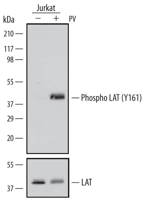Western blot shows lysates of Jurkat human acute T cell leukemia cell line untreated (-) or treated (+) with Pervanadate (PV) for 5 minutes. PVDF Membrane was probed with 0.1 µg/mL of Mouse Anti-Human Phospho-LAT (Y161) Monoclonal Antibody (Catalog # MAB6334) followed by HRP-conjugated Anti-Mouse IgG Secondary Antibody (Catalog # HAF007). A specific band was detected for Phospho-LAT (Y161) at approximately 40 kDa (as indicated). For additional reference, the membrane was stripped and reprobed with 1 µg/mL of Sheep Anti-Human LAT Antigen Affinity-purified Polyclonal Antibody (lower panel, Catalog # AF6208). This experiment was conducted under reducing conditions and using Immunoblot Buffer Group 1.