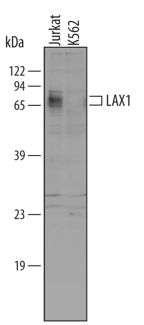 Western Blot LAX1 Antibody