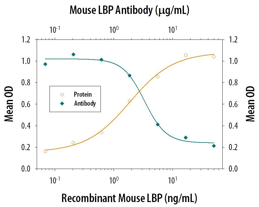 Recombinant Mouse LBP induces IL-8 secretion in the THP-1 human acute monocytic leukemia cell line in the presence of 5 ng/mL LPS in a dose-dependent manner (orange line), as measured by the Human IL-8 Quantikine kit (Catalog # D8000C). Under these conditions, IL-8 secretion elicited by LBP is neutralized (green line) by increasing concentrations of Rat Anti-Mouse LBP Monoclonal Antibody (Catalog # MAB6635). The ND50 is typically 1-5 µg/mL.