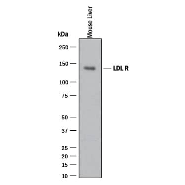 Western blot shows lysates of mouse liver tissue. PVDF membrane was probed with 0.1 µg/mL of Goat Anti-Mouse LDLR Antigen Affinity-purified Polyclonal Antibody (Catalog # AF2255) followed by HRP-conjugated Anti-Goat IgG Secondary Antibody (Catalog # HAF017). A specific band was detected for LDLR at approximately 145 kDa (as indicated). This experiment was conducted under reducing conditions and using Immunoblot Buffer Group 1.