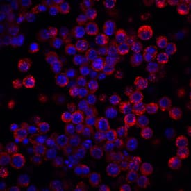 LDL R was detected in immersion fixed RAW 264.7 mouse monocyte/macrophage cell line using Goat Anti-Mouse Anti-LDL R Biotinylated Antigen Affinity-purified Polyclonal Antibody (Catalog # BAF2255) at 10 µg/mL for 3 hours at room temperature. Cells were stained using the NorthernLights™ 557-conjugated Streptavidin (red; Catalog # NL999) and counterstained with DAPI (blue). View our protocol for Fluorescent ICC Staining of Cells on Coverslips.