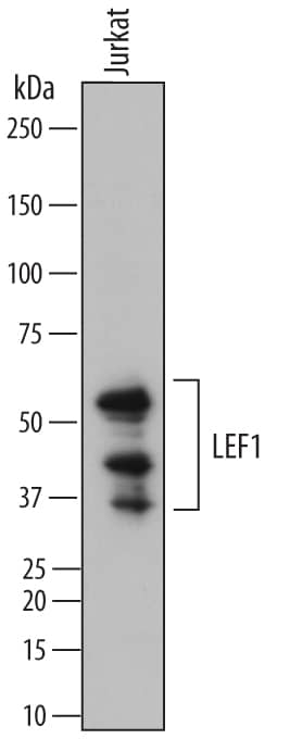 Western Blot LEF1 Antibody [Unconjugated]