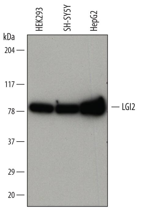 Western blot shows lysates of HEK293 human embryonic kidney cell line, SH-SY5Y human neuroblastoma cell line, and HepG2 human hepatocellular carcinoma cell line. PVDF membrane was probed with 2 µg/mL of Mouse Anti-Human LGI2 Monoclonal Antibody (Catalog # MAB7334) followed by HRP-conjugated Anti-Mouse IgG Secondary Antibody (Catalog # HAF007). A specific band was detected for LGI2 at approximately 80 kDa (as indicated). This experiment was conducted under reducing conditions and using Immunoblot Buffer Group 1.