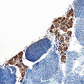Immunohistochemistry LIF Antibody [Unconjugated]