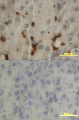 Immunohistochemistry LIF Antibody [Unconjugated]