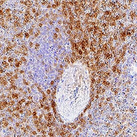 Immunohistochemistry LIGHT/TNFSF14 Antibody [Unconjugated]