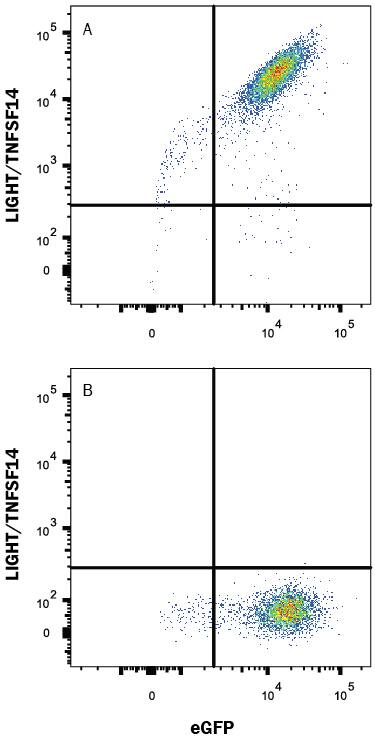 HEK293 human embryonic kidney cell line transfected with either (A) mouse LIGHT/TNFSF14 or (B) irrelevant transfectants and eGFP was stained with Rat Anti-Mouse LIGHT/TNFSF14 Alexa Fluor® 647-conjugated Monoclonal Antibody (Catalog # FAB17942R). Quadrant markers were set based on control antibody staining (Catalog # <a class=