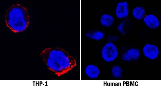 Immunocytochemistry LIR-6/LILRA1 Antibody (586439) [Unconjugated]