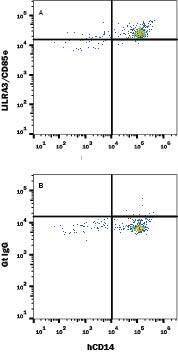 Human peripheral blood monocytes were stained with Mouse Anti-Human CD14 APC-conjugated Monoclonal Antibody (Catalog # FAB3832A) and either (A) Goat Anti-Human LILRA3/CD85e Alexa Fluor® 488-conjugated Antigen Affinity-purified Polyclonal Antibody (Catalog # IC2574G) or (B) Normal Goat IgG Alexa Fluor 488 Control (Catalog # IC108G). To facilitate intracellular staining, cells were fixed with Flow Cytometry Fixation Buffer (Catalog # FC004) and permeabilized with Flow Cytometry Permeabilization/Wash Buffer I (Catalog # FC005). View our protocol for Staining Intracellular Molecules.
