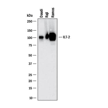 Western blot shows lysates of Daudi human Burkitt's lymphoma cell line, Raji human Burkitt's lymphoma cell line, and Ramos human Burkitt's lymphoma cell line. PVDF membrane was probed with 2 µg/mL of Mouse Anti-Human LILRB1/CD85j/ILT2 Monoclonal Antibody (Catalog # MAB20173) followed by HRP-conjugated Anti-Mouse IgG Secondary Antibody (Catalog # HAF018). A specific band was detected for LILRB1/CD85j/ILT2 at approximately 110 kDa (as indicated). This experiment was conducted under reducing conditions and using Immunoblot Buffer Group 1.