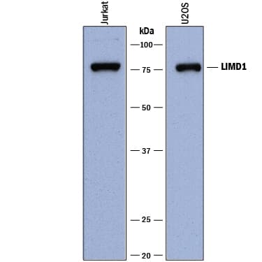 Western Blot LIMD1 Antibody (919330) [Unconjugated]