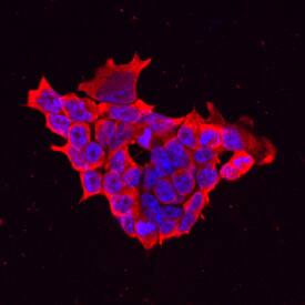 LIN-28A was detected in immersion fixed D3 mouse embryonic stem cell line using Goat Anti-Human LIN-28A Antigen Affinity-purified Polyclonal Antibody (Catalog # AF3757) at 10 µg/mL for 3 hours at room temperature. Cells were stained using the Northern-Lights™ 557-conjugated Anti-Goat IgG Secondary Antibody (red; Catalog # NL001) and counterstained with DAPI (blue). Specific staining was localized to cytoplasm. View our protocol for Fluorescent ICC Staining of Cells on Coverslips.