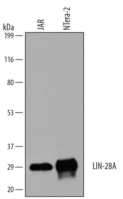 Western Blot LIN-28A Antibody [Unconjugated]