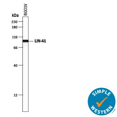 Simple Western lane view shows lysates of BG01V human embryonic stem cells, loaded at 0.2 mg/mL. A specific band was detected for LIN-41 at approximately 97 kDa (as indicated) using 10 µg/mL of Sheep Anti-Human LIN-41 Antigen Affinity-purified Polyclonal Antibody (Catalog # AF5104) followed by 1:50 dilution of HRP-conjugated Anti-Sheep IgG Secondary Antibody (Catalog # HAF016). This experiment was conducted under reducing conditions and using the 12-230 kDa separation system.