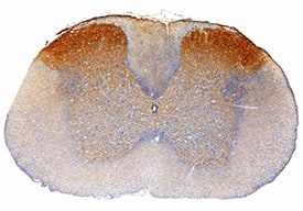 Immunohistochemistry LINGO-1 Antibody [Unconjugated]