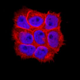 Immunocytochemistry LITAF Antibody [Unconjugated]