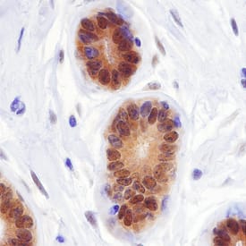 Immunohistochemistry LKB1/STK11 Antibody [Unconjugated]