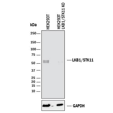 Knockout Validated LKB1/STK11 Antibody [Unconjugated]