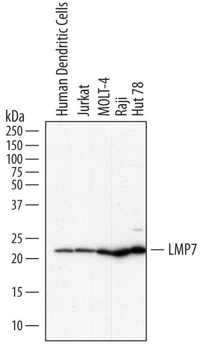 Western blot shows lysates of human dendritic cells, Jurkat human acute T cell leukemia cell line, MOLT-4 human acute lymphoblastic leukemia cell line, Raji human Burkitt's lymphoma cell line, and HuT 78 human cutaneous T cell lymphoma cell line. PVDF membrane was probed with 1 µg/mL of Sheep Anti-Human LMP7/PSMB8 Antigen Affinity-purified Polyclonal Antibody (Catalog # AF7710) followed by HRP-conjugated Anti-Sheep IgG Secondary Antibody (Catalog # HAF016). A specific band was detected for LMP7/PSMB8 at approximately 23 kDa (as indicated). This experiment was conducted under reducing conditions and using Immunoblot Buffer Group 1.