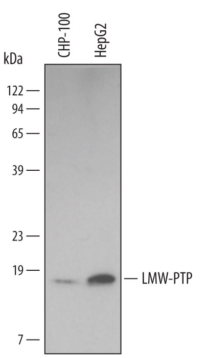 Western blot shows lysates of CHP-100 human neuroblastoma cell line and HepG2 human hepatocellular carcinoma cell line. PVDF Membrane was probed with 1 µg/mL of Mouse Anti-Human/Mouse/Rat LMW-PTP/ACP1 Monoclonal Antibody (Catalog # MAB5075) followed by HRP-conjugated Anti-Mouse IgG Secondary Antibody (Catalog # HAF007). A specific band was detected for LMW-PTP/ACP1 at approximately 18 kDa (as indicated). This experiment was conducted under reducing conditions and using Immunoblot Buffer Group 1.