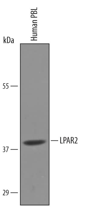Western Blot LPAR2/LPA2/EDG-4 Antibody
