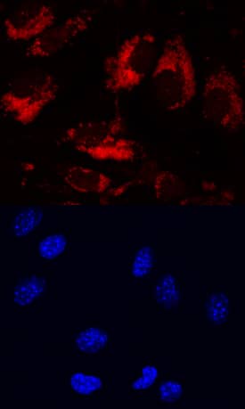 LRIG1 was detected in immersion fixed bEnd.3 mouse endothelioma cell line using Goat Anti-Mouse LRIG1 Antigen Affinity-purified Polyclonal Antibody (Catalog # AF3688) at 10 µg/mL for 3 hours at room temperature. Cells were stained using the NorthernLights™ 557-conjugated Anti-Goat IgG Secondary Antibody (red, upper panel; Catalog # NL001) and counterstained with DAPI (blue, lower panel). Specific staining was localized to cytoplasm. View our protocol for Fluorescent ICC Staining of Cells on Coverslips.