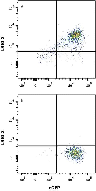HEK293 human embryonic kidney cell line transfected with (A) human LRIG-2 or (B) irrelevant transfectants and eGFP was stained with Mouse Anti-Human LRIG-2 Monoclonal Antibody (Catalog # MAB1941) followed by APC-conjugated Anti-Mouse IgG Secondary Antibody (Catalog # F0101B). Quadrant markers were set based on control antibody staining (Catalog # MAB002). View our protocol for Staining Membrane-associated Proteins.