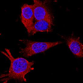 LRIG2 was detected in immersion fixed IMCD3 mouse inner medullary collecting duct cell line using Mouse Anti-Human LRIG2 Monoclonal Antibody (Catalog # MAB1941) at 25 µg/mL for 3 hours at room temperature. Cells were stained using the NorthernLights™ 557-conjugated Anti-Mouse IgG Secondary Antibody (red; Catalog # NL007) and counterstained with DAPI (blue). Specific staining was localized to cytoplasm. View our protocol for Fluorescent ICC Staining of Cells on Coverslips.