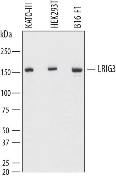 Western Blot LRIG3 Antibody (814834) [Unconjugated]