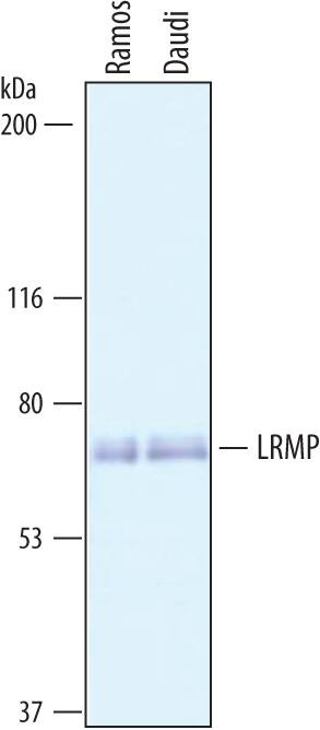 Western Blot LRMP/Jaw1 Antibody