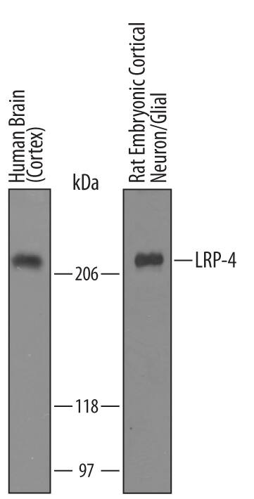 Western blot shows lysates of human brain (cortex) tissue and rat cortical embryonic neuron/glial cells. PVDF Membrane was probed with 1 µg/mL of Sheep Anti-Human/Rat LRP-4 Antigen Affinity-purified Polyclonal Antibody (Catalog # AF5948) followed by HRP-conjugated Anti-Sheep IgG Secondary Antibody (Catalog # HAF016). A specific band was detected for LRP-4 at approximately 220 kDa (as indicated). This experiment was conducted under reducing conditions and using Immunoblot Buffer Group 8.