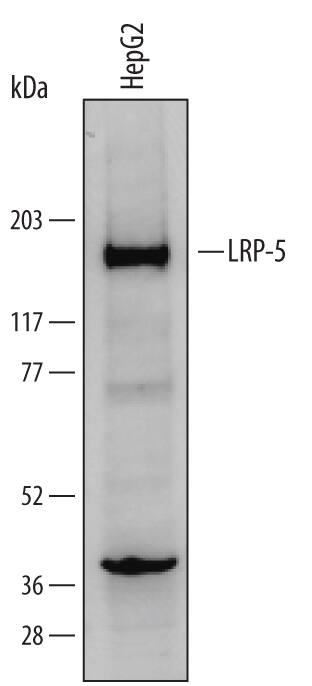 Western Blot LRP-5 Antibody