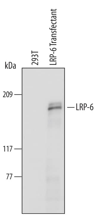 Western blot shows lysates of 293T human embryonic kidney cell line either mock transfected or transfected with human LRP-6. PVDF Membrane was probed with 1 µg/mL of Goat Anti-Human LRP-6 Antigen Affinity-purified Polyclonal Antibody (Catalog # AF1505) followed by HRP-conjugated Anti-Goat IgG Secondary Antibody (Catalog # HAF109). A specific band was detected for LRP-6 at approximately 180 kDa (as indicated). This experiment was conducted under reducing conditions and using Immunoblot Buffer Group 1.