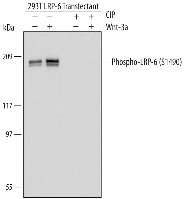 Western blot shows lysates of 293T human embryonic kidney cell line transfected with human LRP-6 untreated (-) or treated (+) with 100 ng/mL Recombinant Human Wnt-3a (High Purity) (Catalog # 5036-WNP) for 15 minutes. PVDF Membrane was probed with 1 µg/mL of Rabbit Anti-Human Phospho-LRP-6 (S1490) Antigen Affinity-purified Polyclonal Antibody (Catalog # AF6649) followed by HRP-conjugated Anti-Rabbit IgG Secondary Antibody (Catalog # HAF008). A specific band was detected for Phospho-LRP-6 (S1490) at approximately 200 kDa (as indicated). The phospho-specificity of this antibody was supported by decreased labeling following treatment with 300 U/mL CIP for 1 hour. This experiment was conducted under reducing conditions and using Immunoblot Buffer Group 1.