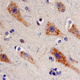 Immunohistochemistry LRP-11 Antibody