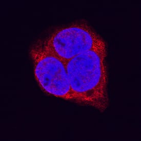 LRP-1 was detected in immersion fixed HepG2 human hepatocellular carcinoma cell line using Mouse Anti-Human LRP-1 beta subunit Monoclonal Antibody (Catalog # MAB6360) at 3 µg/mL for 3 hours at room temperature. Cells were stained using the NorthernLights™ 557-conjugated Anti-Mouse IgG Secondary Antibody (red; Catalog # NL007) and counterstained with DAPI (blue). Specific staining was localized to cytoplasm and nuclei. View our protocol for Fluorescent ICC Staining of Cells on Coverslips.