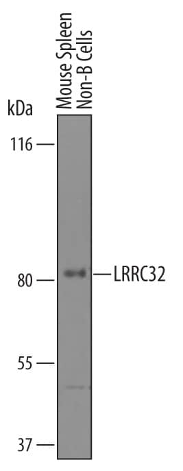 Western Blot LRRC32/GARP Antibody [Unconjugated]