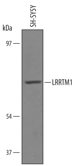 Western Blot LRRTM1 Antibody