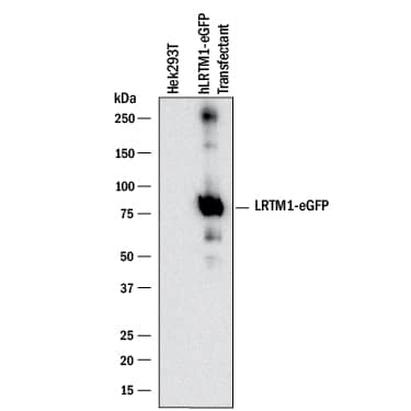 Western Blot LRTM1 Antibody (2381D) [Unconjugated]