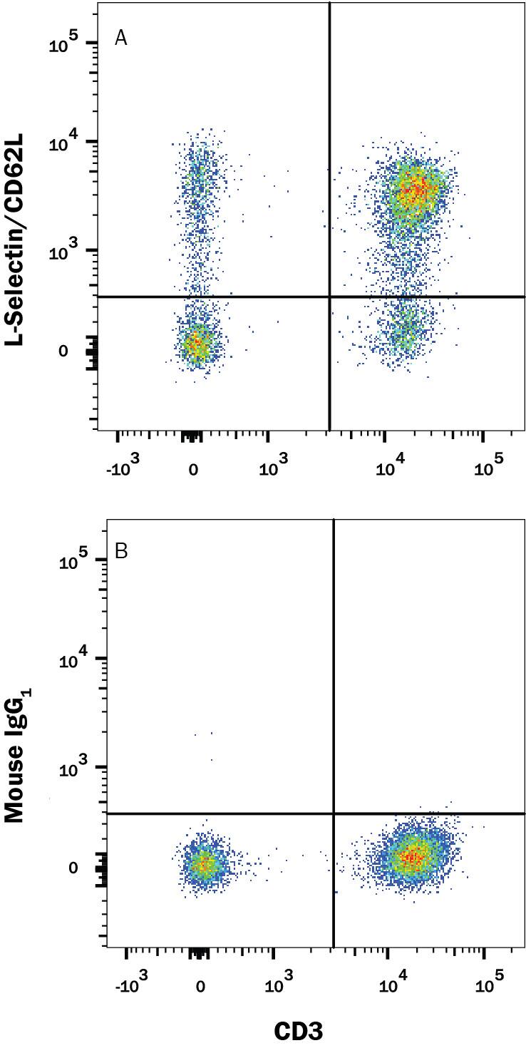 Human peripheral blood mononuclear cells (PBMCs) were stained with Mouse Anti-Human CD3 epsilon APC-conjugated Monoclonal Antibody (Catalog # FAB100A) and either (A) Mouse Anti-Human L-Selectin/CD62L Alexa Fluor® 594-conjugated Monoclonal Antibody (Catalog # FAB9787T) or (B) Mouse IgG1 Alexa Fluor® 594 Isotype Control (Catalog # IC002T). View our protocol for Staining Membrane-associated Proteins.