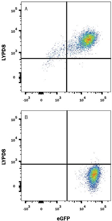 HEK293 human embryonic kidney cell line transfected with either (A) human LYPD8 or (B) irrelevant transfectants and eGFP was stained with Mouse Anti-Human LYPD8 Monoclonal Antibody (Catalog # MAB9087) followed by Allophycocyanin-conjugated Anti-Mouse IgG Secondary Antibody (Catalog # F0101B). Quadrant markers were set based on control antibody staining (Catalog # MAB002). View our protocol for Staining Membrane-associated Proteins.