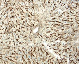 LYVE-1 was detected in perfusion fixed frozen sections of mouse liver using 15 µg/mL Goat Anti-Mouse LYVE-1 Antigen Affinity-purified Polyclonal Antibody (Catalog # AF2125) overnight at 4 °C. Tissue was stained with the Anti-Goat HRP-DAB Cell & Tissue Staining Kit (brown; CTS008) and counterstained with hematoxylin (blue). Specific labeling was localized to the cytoplasm of endothelial cells in sinusoids. View our protocol for Chromogenic IHC Staining of Frozen Tissue Sections.