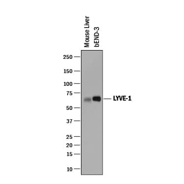 Western blot shows lysates of mouse liver tissue and bEnd.3 mouse brain endothelial cell line. PVDF membrane was probed with 0.25 µg/mL of Goat Anti-Mouse LYVE-1 Antigen Affinity-purified Polyclonal Antibody (Catalog # AF2125) followed by HRP-conjugated Anti-Goat IgG Secondary Antibody (HAF019). A specific band was detected for LYVE-1 at approximately 60-65 kDa (as indicated). This experiment was conducted under reducing conditions and using Immunoblot Buffer Group 1.