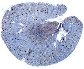LYVE-1 was detected in perfusion fixed frozen sections of rat kidney using Sheep Anti-Rat LYVE-1 Antigen Affinity-purified Polyclonal Antibody (Catalog # AF7939) at 1.7 µg/mL overnight at 4 °C. Tissue was stained using the Anti-Sheep HRP-DAB Cell & Tissue Staining Kit (brown; Catalog # CTS019) and counterstained with hematoxylin (blue). Specific staining was localized to glomeruli. View our protocol for Chromogenic IHC Staining of Frozen Tissue Sections.