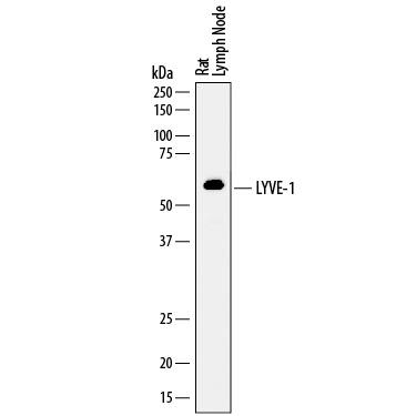 Western blot shows lysates of rat lymph node tissue. PVDF membrane was probed with 1 µg/mL of Sheep Anti-Rat LYVE-1 Antigen Affinity-purified Polyclonal Antibody (Catalog # AF7939) followed by HRP-conjugated Anti-Sheep IgG Secondary Antibody (Catalog # HAF016). A specific band was detected for LYVE-1 at approximately 60 kDa (as indicated). This experiment was conducted under reducing conditions and using Immunoblot Buffer Group 1.