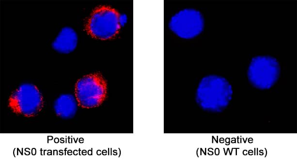 LYVE-1 was detected in immersion fixed NS0 mouse myeloma cell line transfected with mouse LYVE-1 (positive control) and wild type NS0 mouse myeloma cell line (negative control) using Rat Anti-Mouse LYVE-1 Monoclonal Antibody (Catalog # MAB2125) at 8 µg/mL for 3 hours at room temperature. Cells were stained using the NorthernLights™ 557-conjugated Anti-Rat IgG Secondary Antibody (red; NL013) and counterstained with DAPI (blue). Specific staining was localized to cytoplasm. View our protocol for Fluorescent ICC Staining of Non-adherent Cells.